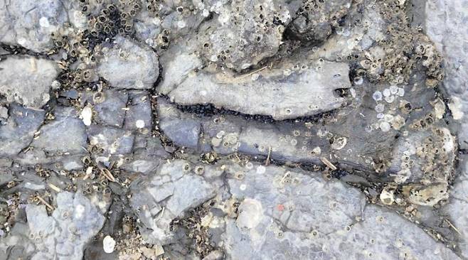 ▲ 대륵도에서 새롭게 확인된 공룡 골격 화석 [연합뉴스]