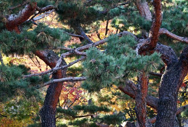 혹독한 추위에도 꿋꿋하게 버티고 있는 덕수궁 소나무는 지난 한 주 동안 힘겨운 시간을 보낸 우리들 모습과 닮았다.