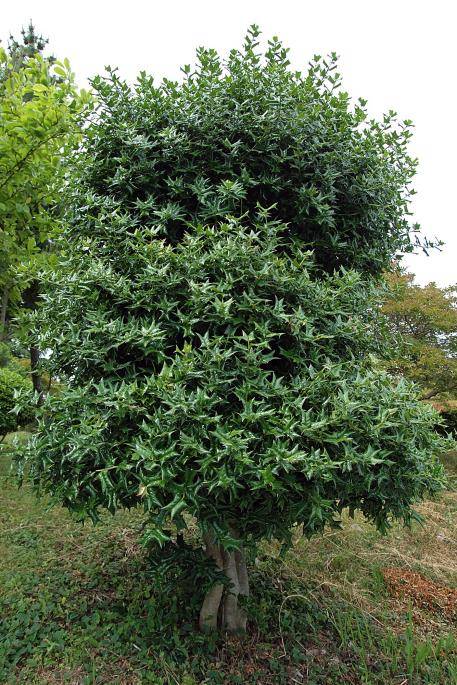 호랑가시나무 [국립수목원 제공. 재판매 및 DB 금지]