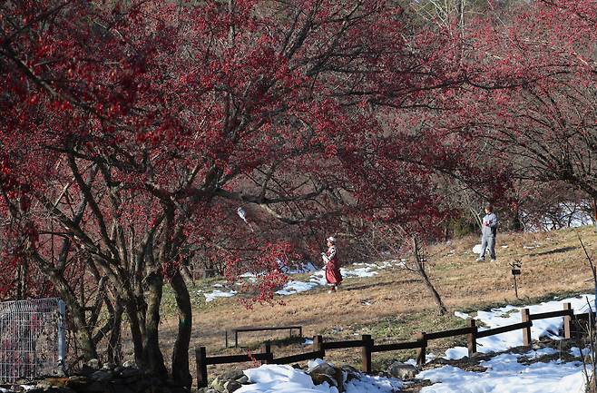 2024년 12월 8일 경기도 이천시 백사면 도립리 산수유 마을 산수유 군락지. 잎이 다 떨어지고 나면 가지에 주렁주렁 달린 붉은 산수유 열매가 언듯 보면 마치 붉은 꽃이라도 핀 것처럼 또 다른 풍경을 연출한다./전기병 기자