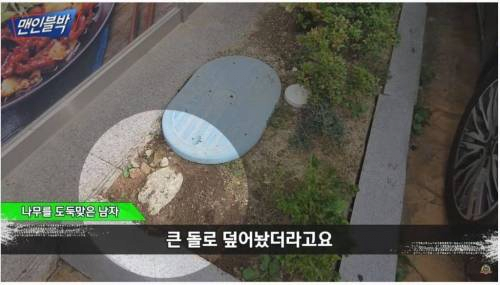 image.png 남의 화단 나무 뽑아가는 사람