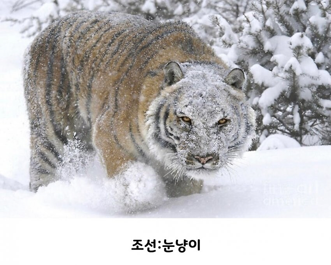 image.png 한국이 일본에 비해서 네임드 요괴가 별로 없는 이유