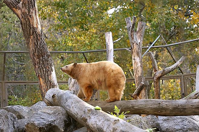 캘거리 동물원 [사진/조보희 기자]