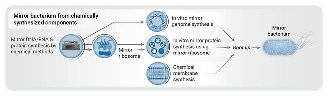 [서울=뉴시스]거울 세포 연구가 진척되면서 지구의 모든 생태계가 파괴될 위험성이 크다고 생물학자들이 경고했다. 그림은 거울 박테리아가 만들어지는 과정의 모식도.(출처=아시모프 프레스) 2024.12.13. *재판매 및 DB 금지