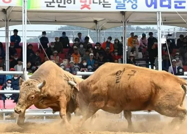 대구 달성군의 소 힘겨루기 대회에서 싸움 중인 싸움소들의 모습.(사진=달성군)