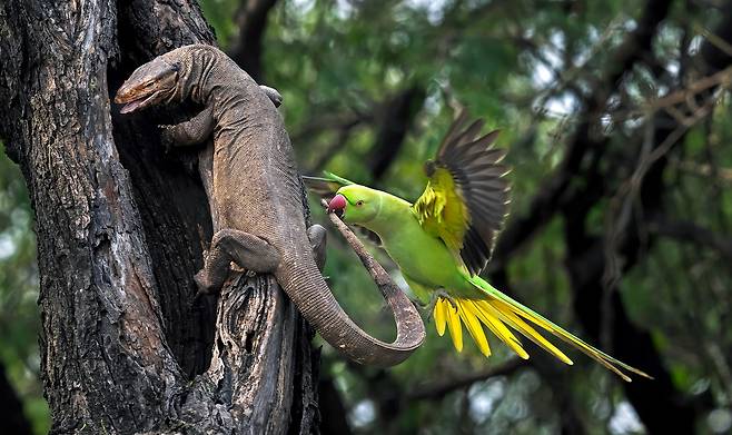 인도에서 왕도마뱀이 둥지로 기어오르자 앵무새가 꼬리를 깨물며 저항하고 있다. / 2024 Nature’s Best Photography