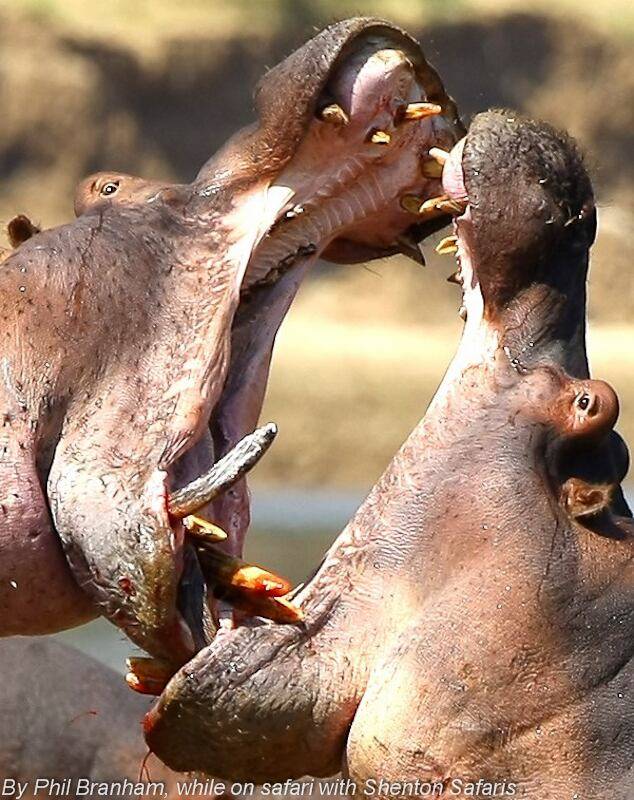 하마 두마리가 힘겨루기를 하고 있다./Phil Branham. Shenton Safaris