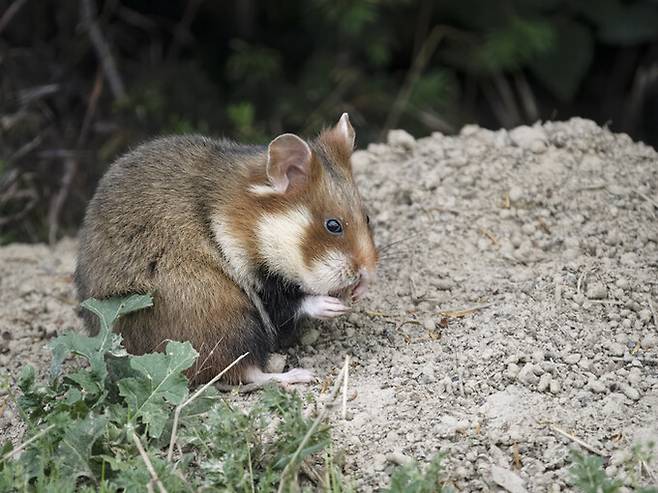 햄스터라는 이름의 유래는 독일어의 ‘저장하다’(Hamstra)에서 유래했다는 설이 주요하다. 햄스터는 뺨주머니(볼주머니)를 사용해 먹이를 저장하고 운반하는 습성이 있다. 게티이미지뱅크