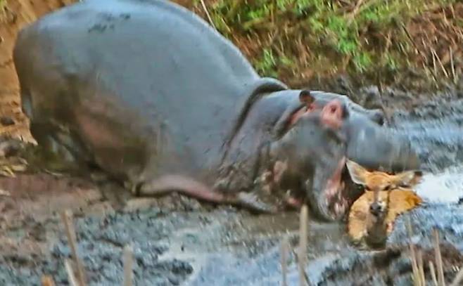 하마가 늪에 빠져 허우적대는 영양을 향해 입을 벌리고 다가가고 있다./Latest Sightings