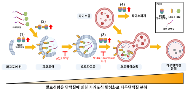 발로신 함유 단백질에 의한 자가포식 활성화로 타우단백질이 분해되는 과정 모식도. ⓒ한국생명공학연구원