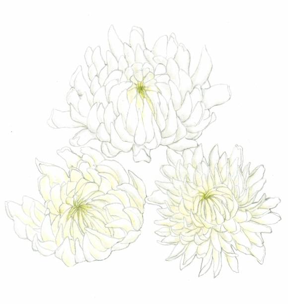 우리나라 근조화환에 활용되는 대표적인 대국 품종. 백마(위부터 시계 방향으로), 신마, 백선.