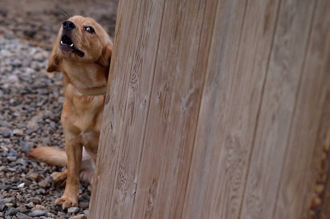 개의 행동은 대체로 외부 자극에 대응하는 자연스러운 판단과 반응이다. ⓒ시사IN 이명익