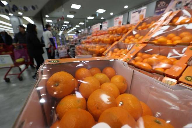 겨울철 인기 과일인 감귤과 딸기 가격이 지난해보다 10% 넘게 뛰어올랐다. 연합뉴스