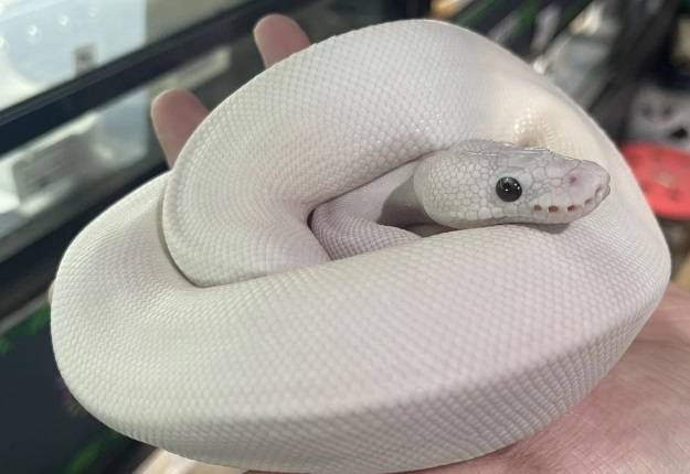 뱀의 해를 맞아 애완용 뱀이 홍콩 젊은이들 사이에서 인기다. [사진출처 = SCMP]