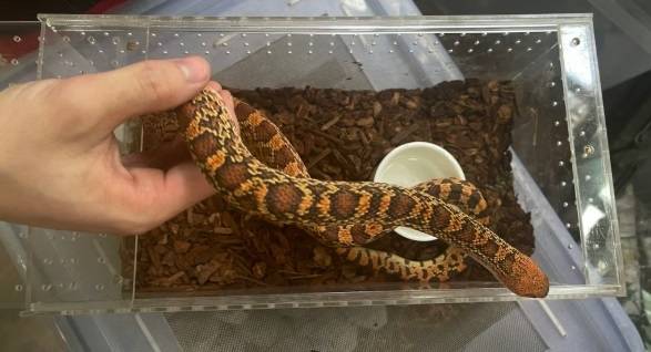 뱀의 해를 맞아 애완용 뱀이 홍콩 젊은이들 사이에서 인기다. [사진출처 = SCMP]