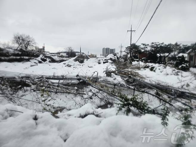 지난달 말 폭설이 내리면서 경기 화성시 송산면 700평 규모 과수원 사과나무가 모두 쓰러진 모습. 2024.12.21/뉴스1