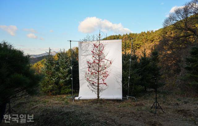 11월 29일 경북 예천의 한 나무 농원에 죽은 구상나무가 크리스마스 장식을 하고 있다. 살아있는 구상나무 군락과 죽은 구상나무 사이에 흰 배경지를 뒀다. 생명과 죽음을 대비하기 위해 이명호 사진작가의 배경지 촬영방식을 오마주했다. 예천=최주연 기자