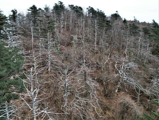 2021년 10월 30일 지리산 반야봉에 구상나무가 살아있는 나무들 사이로 고사해있다. 녹색연합 제공