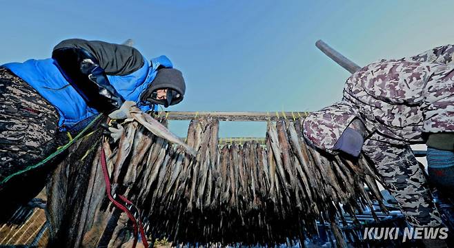 최근 기온이 영하권으로 뚝 떨어진 지난 21일 전국 최대의 황태 생산지인 강원 인제군 용대리 황태덕장에서 주민들이 황태 덕걸이 작업에 한창이다.