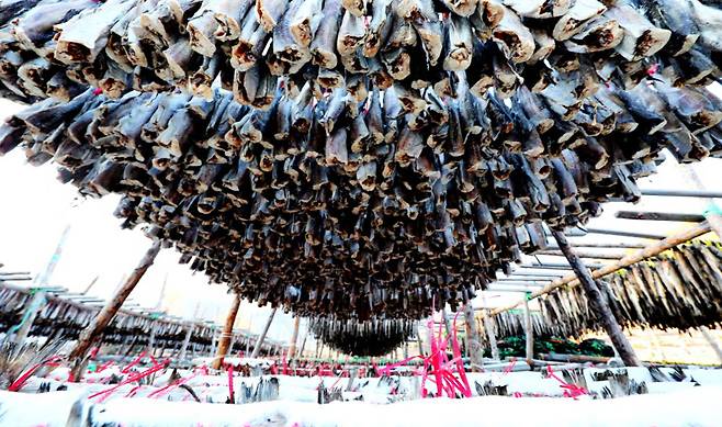 최근 기온이 영하권으로 뚝 떨어진 지난 21일 전국 최대의 황태 생산지인 강원 인제군 용대리 황태덕장에서 주민들이 황태 덕걸이 작업에 한창이다.