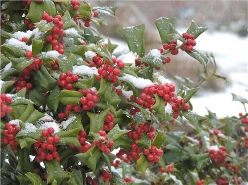 호랑가시나무. 국립생물자원관