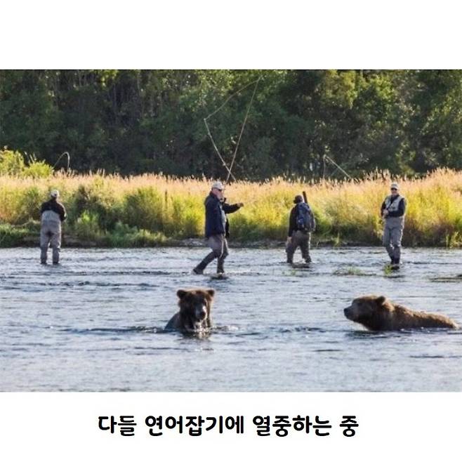 평화로운 연어철 알래스카.jpg