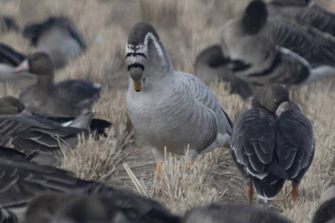 깃털 관리도 철저하다.