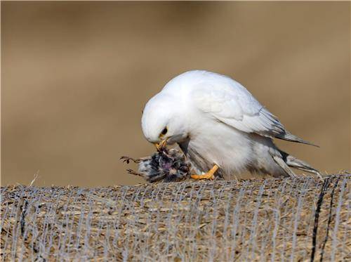 새 사냥한 황조롱이 [촬영 유형재]