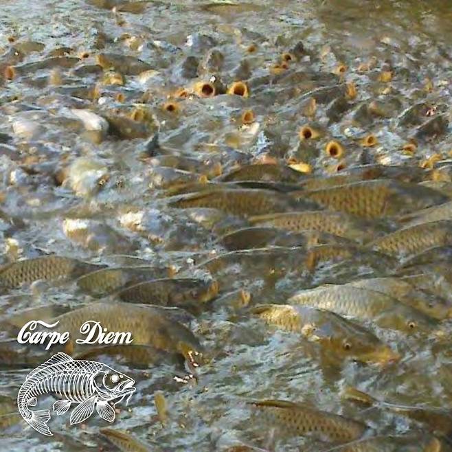외래종 잉어가 점령한 호주의 한 호수./Victorian Fisheries Authority Facebook