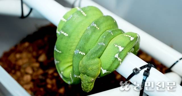 ‘에메랄드 트리 보아’.