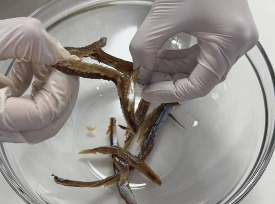 과메기는 손으로 찢어 손질한다. 사진 이정웅