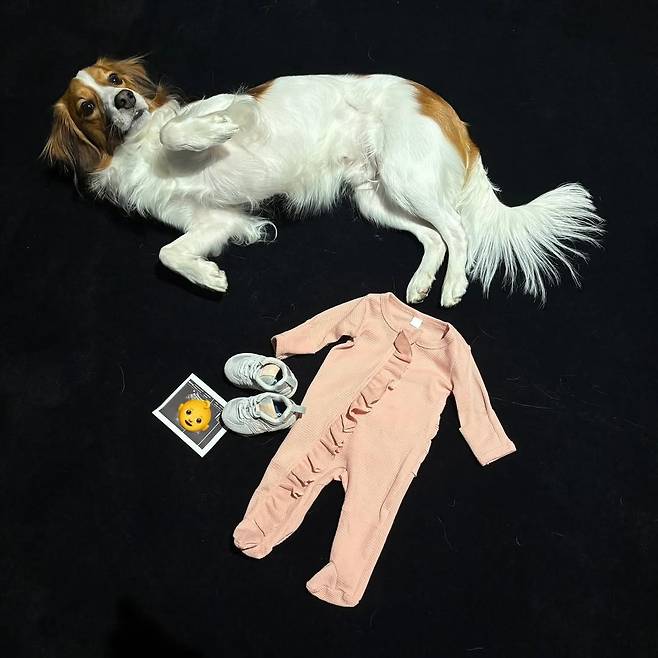 LA 다저스의 '슈퍼스타' 오타니 쇼헤이는 지난 29일(한국시간) 자신의 인스타그램에 반려견 데코이와 아기 옷과 아기 신발, 초음파 사진을 함께 찍은 사진과 함께 '작은 루키가 곧 우리 가족에 합류한다'고 올려 아내 다나카 마미코의 임신 소식을 알렸다. 오타니 인스타그램