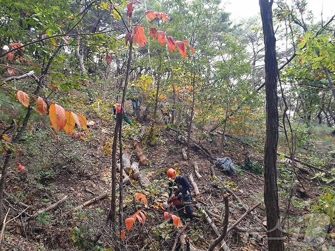 서초구 고사목 제거 작업.(서울시 제공)