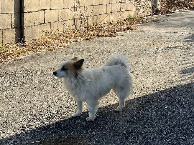 31일 오후 전남 영광군 군남면의 한 마을에서 강아지 '푸딩이'가 돌아오지 않는 노부부와 손녀를 기다리고 있다. /고유찬 기자