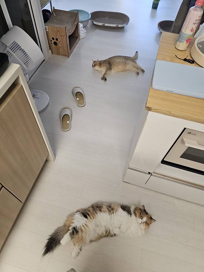 1000043462.jpg 착한 고양이 테스트해봄