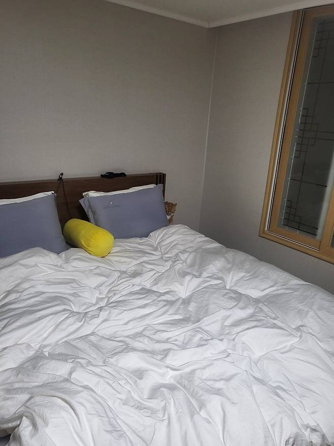 못된고양이 첼린지