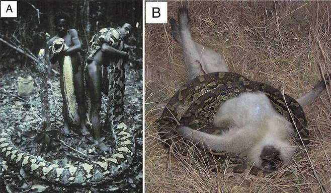 지난 2011년 미국의 파충류학자 해리 그리니 박사 등 연구진은 수렵 채집인과 뱀의 관계가 80만 년의 역사를 공유했다는 가설을 뒷받침하는 사례를 공개했다. 사진은 1970년 필리핀 아그타 네그리토 부족 남성들이 고기를 위해 뱀을 사냥한 모습(A)과 비단뱀이 원숭이를 공격한 모습(B). 토머스 헤드랜드/미국국립과학원회보 제공