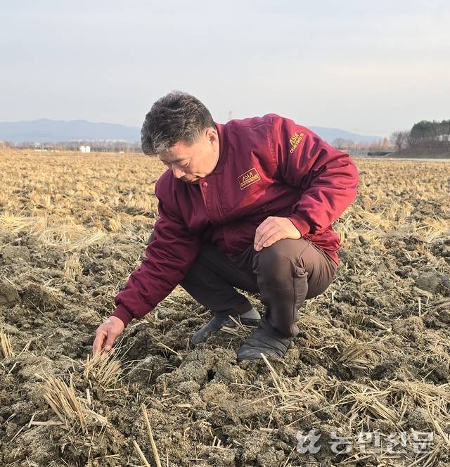 충북 청주시 청원구 오창읍 들녘에서 저탄소농법을 실천하는 정석훈씨가 녹비작물인 호밀을 뿌린 논을 살피고 있다.