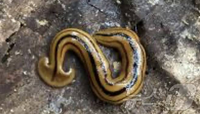 경남 창원에서 발견한 70㎜ 길이의 습지플라나리아. 처음 발견된 '신종'이라 아직 이름이 없는 상태다. (환경부 제공) ⓒ 뉴스1