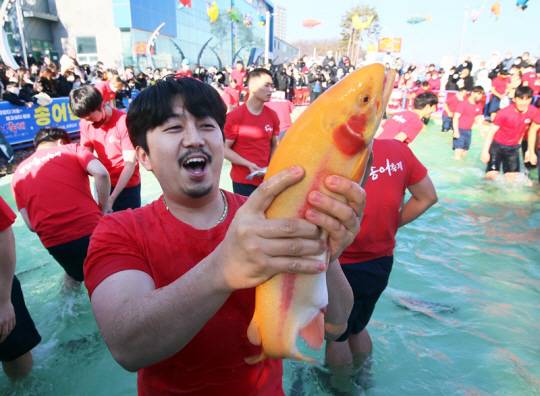 평창송어축제 맨손 낚시. 평창송어축제위원회 제공