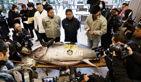 5일 일본 도쿄 도요스시장에서 열린 올해 첫 참치 경매에서 최고가를 기록한 참치가 놓여 있다. /연합뉴스