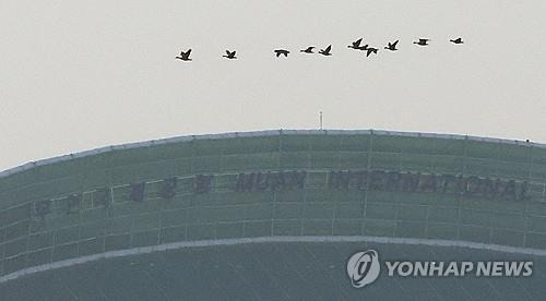 철새들이 날아다니는 무안국제공항  [연합뉴스 자료사진]