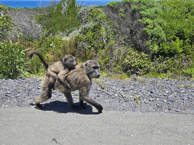 image.png 남아프리카 공화국 여행기!