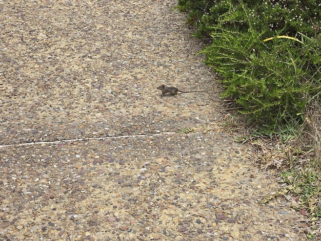 image.png 남아프리카 공화국 여행기!