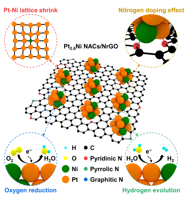 산소 환원과 수소 생산에 대한 합성된 촉매 (Pt2.6Ni NACs/NrGO)의 모식도. 백금-니켈 나노 합금 클러스터 형성 과정에서 격자 수축이 일어나며, 그래핀 지지체에 질소 도핑 시 질소와 나노 합금 클러스터가 화학 결합을 이룬다. 이런 방식으로 형성된 촉매는 산소 환원 및 수소 생산 반응에서 우수한 활성 및 내구성을 나타낼 수 있다. 부산대 제공