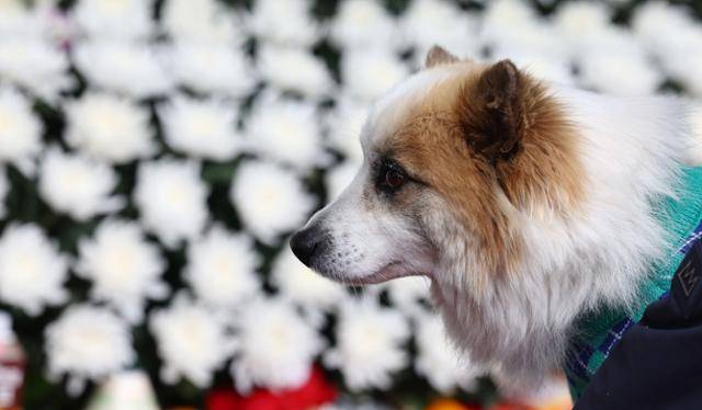 제주항공 여객기 참사로 주인을 잃은 반려견 푸딩이가 5일 오후 서울시청 본관 앞에 마련된 희생자 합동분향소를 방문하고 있다. 연합뉴스