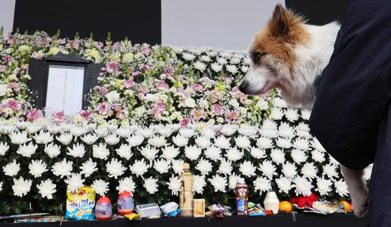 무안국제공항 제주항공 여객기 참사로 가족을 잃은 반려견 '푸딩이'가 5일 오후 서울시청에 마련된 합동분향소에 동물권 보호단체 회원들과 함께 방문하고 있다. 푸딩이는 참사 희생자 중 최고령자인 80세 A씨가 키웠던 반려견이다. A씨는 가족 8명과 함께 팔순을 기념해 여행을 떠났다가 사고로 돌아오지 못했다. 뉴스1