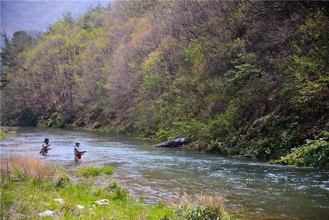 강원도 평창군 동강 플라이 낚시 / 사진 = 환경부
