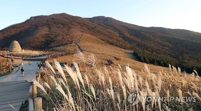 억새 만발한 울주군 '영남알프스'  [연합뉴스 자료사진]