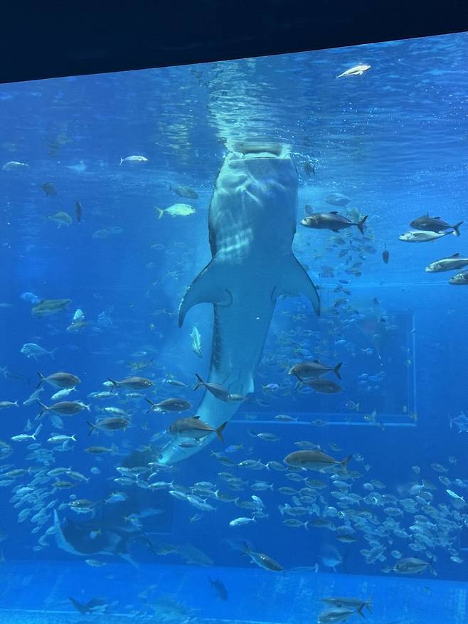 IMG_7670.jpeg 태교여행 오키나와 4박5일 음식 간단리뷰